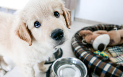 The Dos and Don’ts of Buying a Puppy