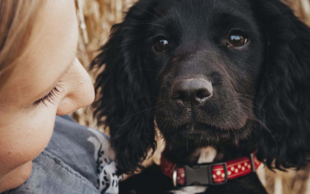 Socialising Puppies During Corona Virus Lockdown