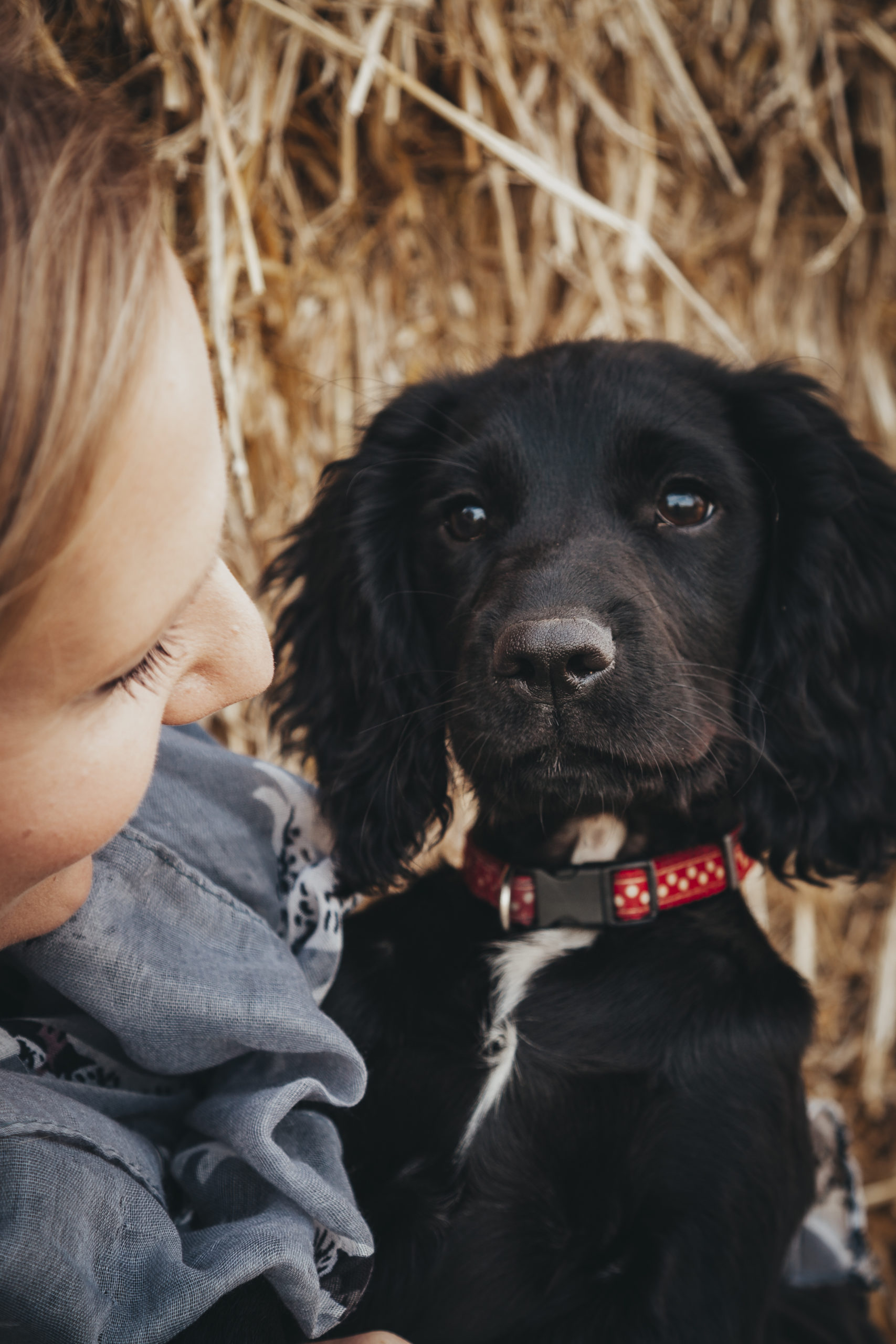 Image of dog being looked after