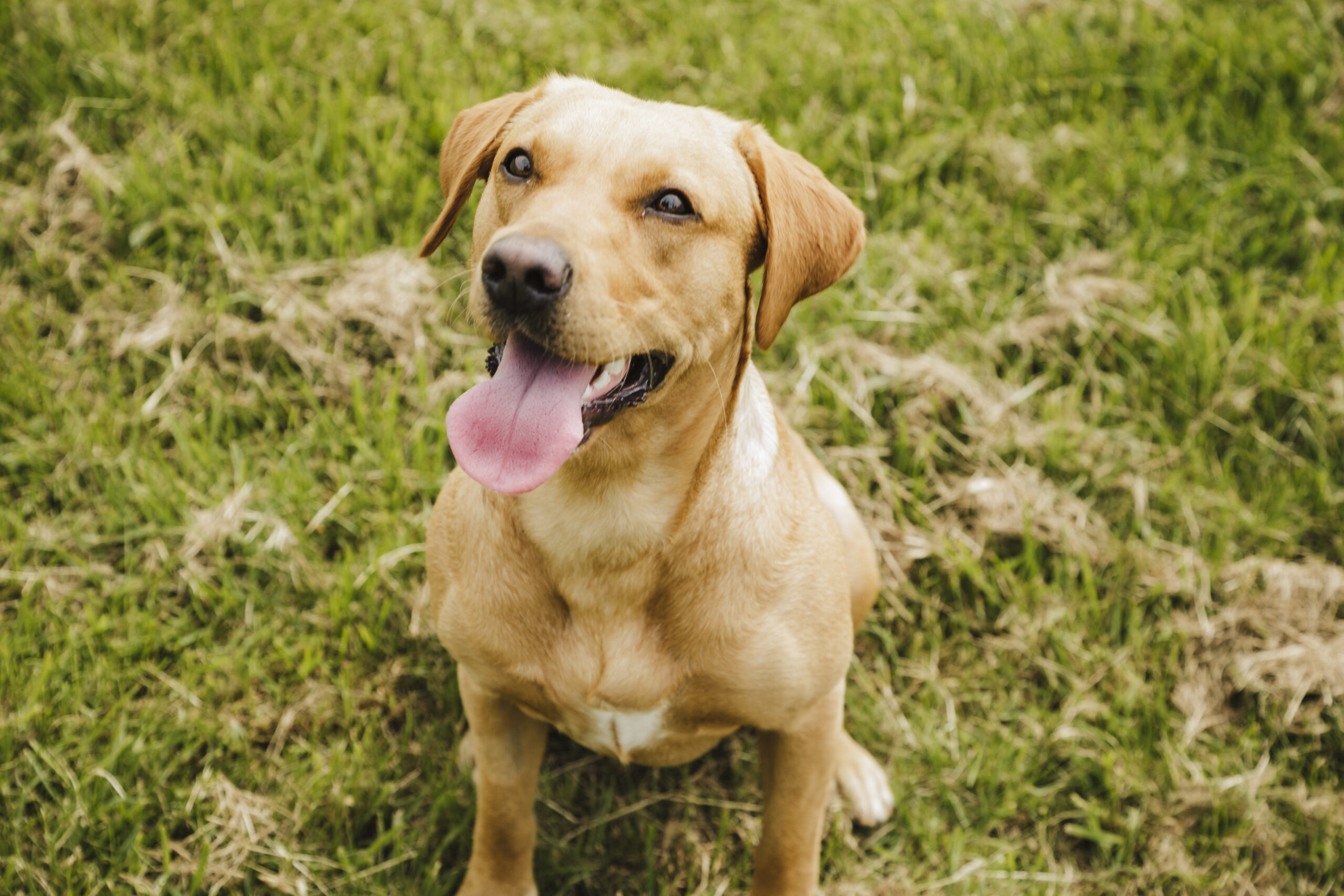 Image of dog being looked after